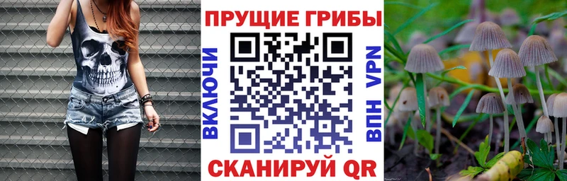 ОМГ ОМГ как войти Армавир Псилоцибиновые грибы Cubensis